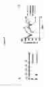 Fig. 06 - Combination therapy with peptide epoxyketones
