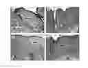 Fig. 01 - METHOD OF TREATING DERMATOLOGICAL DISORDERS