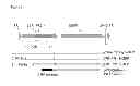 Fig. 04 - Promoters, expression cassettes, vectors, kits, and methods for the treatment of achromatopsia and other diseases