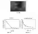 Fig. 13 - Small molecule xanthine oxidase inhibitors and methods of use