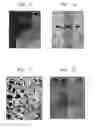 Fig. 05 - Surface-Selective Carbon Nanotube Deposition via Polymer-Mediated Assembly