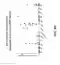 Fig. 20 - Anti-DLL3 antibodies