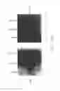 Fig. 09 - PSCA: PROSTATE STEM CELL ANTIGEN AND USES THEREOF
