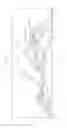 Fig. 19 - PSCA: PROSTATE STEM CELL ANTIGEN AND USES THEREOF