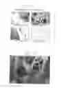 Fig. 27 - PSCA: PROSTATE STEM CELL ANTIGEN AND USES THEREOF