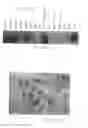 Fig. 29 - PSCA: PROSTATE STEM CELL ANTIGEN AND USES THEREOF