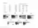 Fig. 46 - PSCA: PROSTATE STEM CELL ANTIGEN AND USES THEREOF