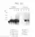 Fig. 60 - PSCA: PROSTATE STEM CELL ANTIGEN AND USES THEREOF