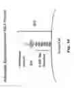 Fig. 07 - Anti-DLL3 antibody drug conjugates