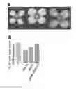 Fig. 10 - Methods of controlling seed size in plants
