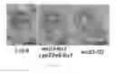 Fig. 15 - Methods of controlling seed size in plants