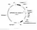 Fig. 19 - Methods of controlling seed size in plants