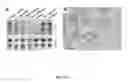 Fig. 07 - PROCESS FOR MODIFYING THE ARCHITECTURE AND IMPROVING THE YIELD OF CROP PLANTS
