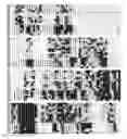 Fig. 43 - PROCESS FOR MODIFYING THE ARCHITECTURE AND IMPROVING THE YIELD OF CROP PLANTS