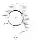 Fig. 03 - Polysaccharide synthases
