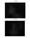 Fig. 24 - Polysaccharide synthases