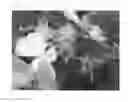 Fig. 04 - Gala schnico red