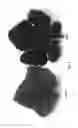 Fig. 03 - Dwarf Grapevine VDG004