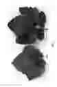 Fig. 05 - Dwarf Grapevine VDG004