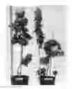 Fig. 01 - Dwarf grapevine 'VDG003'