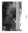 Fig. 06 - Dwarf grapevine 'VDG003'