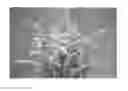 Fig. 01 - Solidago plant named 'KLESH13014'