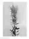 Fig. 03 - Solidago plant named 'KLESH13014'