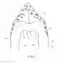 Fig. 03 - Hooded garment