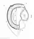 Fig. 03 - Helmet provided with an adjustable device for the helmet comfort liner