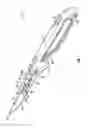 Fig. 02 - Skinning knife with removable blade