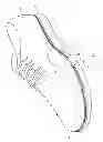 Fig. 02 - Shoe having a split welt
