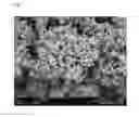 Fig. 03 - Process for the production of precipitated calcium carbonate, precipitated calcium carbonate and uses thereof