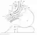 Fig. 01 - ORAL AIRWAY