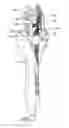 Fig. 01 - Automatic hair styling device