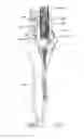Fig. 14 - Automatic hair styling device