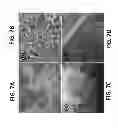 Fig. 09 - Systems and methods for the synthesis of high thermoelectric performance doped-SnTe materials