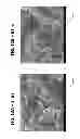 Fig. 22 - Systems and methods for the synthesis of high thermoelectric performance doped-SnTe materials