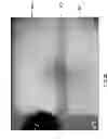 Fig. 07 - Selective emitter nanowire array and methods of making same