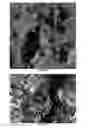Fig. 02 - NOVEL BIOCATALYST COMPOSITIONS AND PROCESSES FOR USE