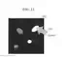Fig. 12 - Image measurement apparatus and image measurement method for determining a proportion of positive cell nuclei among cell nuclei included in a pathologic examination specimen