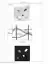 Fig. 20 - Image measurement apparatus and image measurement method for determining a proportion of positive cell nuclei among cell nuclei included in a pathologic examination specimen