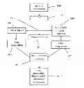 Fig. 01 - Parallel ion mass and ion mobility analysis