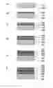 Fig. 01 - ORGANIC ELECTROLUMINESCENT DEVICE AND METHOD FOR PRODUCING SAME
