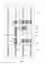 Fig. 83 - Semiconductor chip including digital logic circuit including at least nine linear-shaped conductive structures collectively forming gate electrodes of at least six transistors with some transistors forming cross-coupled transistor configuration and associated methods