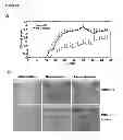 Fig. 13 - CYCLOTIDES AS IMMUNOSUPPRESSIVE AGENTS