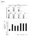 Fig. 15 - CYCLOTIDES AS IMMUNOSUPPRESSIVE AGENTS