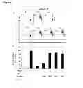 Fig. 19 - CYCLOTIDES AS IMMUNOSUPPRESSIVE AGENTS