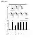 Fig. 20 - CYCLOTIDES AS IMMUNOSUPPRESSIVE AGENTS