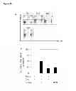 Fig. 23 - CYCLOTIDES AS IMMUNOSUPPRESSIVE AGENTS