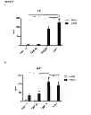Fig. 27 - CYCLOTIDES AS IMMUNOSUPPRESSIVE AGENTS